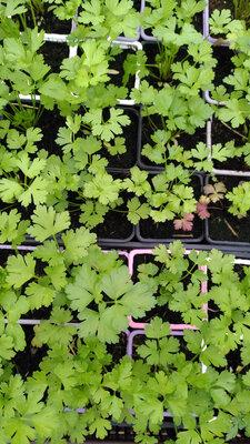 Plant de persil plat