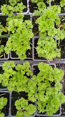 Plant de persil frisé