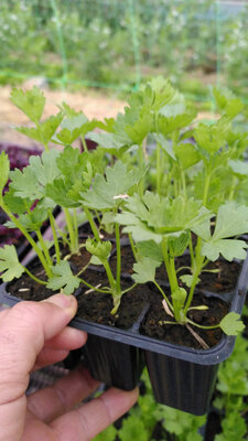 Plant de fenouil x12