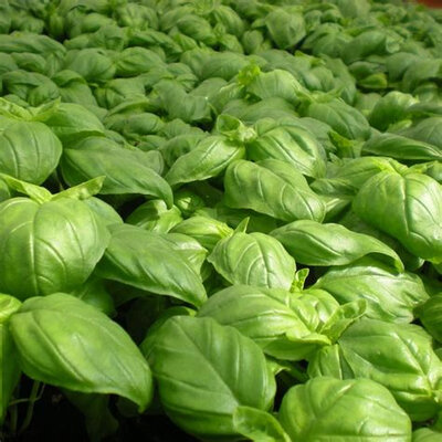 Plant de basilic grand vert