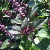 Plant de basilic thai