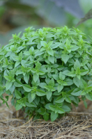 Plant de basilic grec petite feuille