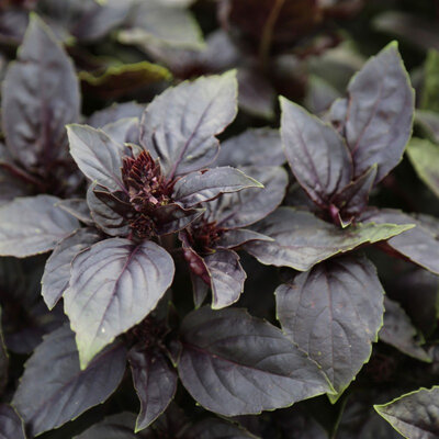 Plant de basilic osmin feuille rouge