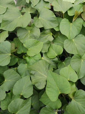 Plant de patate douce en pot 10.5 cm