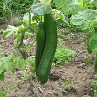 Plant concombre rollison's telegraph