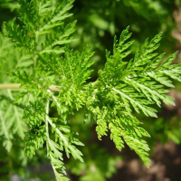 Plant aromatique armoise annuelle