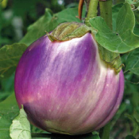 Plant aubergine ronde de florence