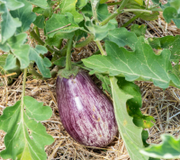 Plant aubergine tsakonik