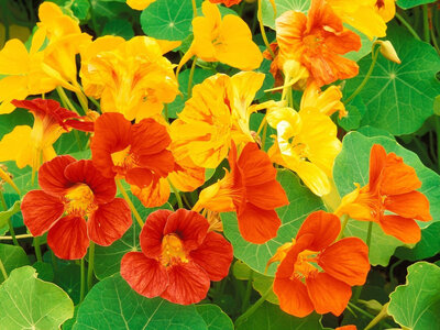 Plant fleur capucine naine
