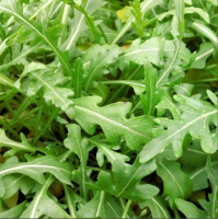 Plant aromatique roquette vivace