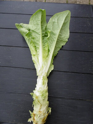 Laitue-asperge