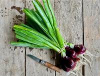 Oignons rouge botte
