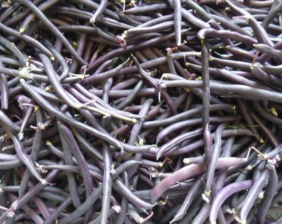 Haricots violets