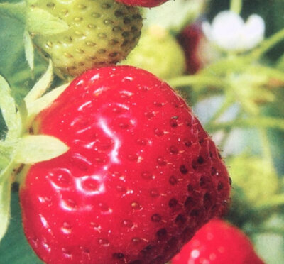 Fraises magnum