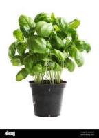 Plant de basilic genovese