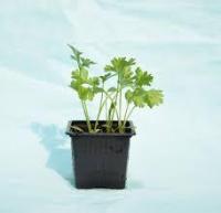 Plant de persil plat