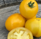 Plant tomate - taxi yellow