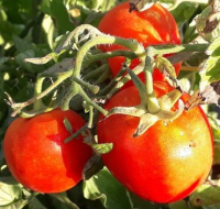 Plant tomate - belle de lorraine