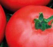 Plant tomate - joie de la table