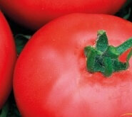 Plant tomate - joie de la table (précoce)
