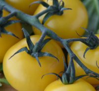 Plant tomate cerise - gold nugget