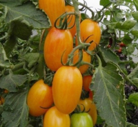 Plant tomate cerise - blush