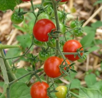 Plant tomate cerise - red currant