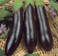 Plant aubergine - de rimini