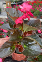 Bégonia big pot de 12 cm