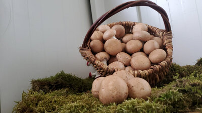 Champignons bruns de paris frais 500 g
