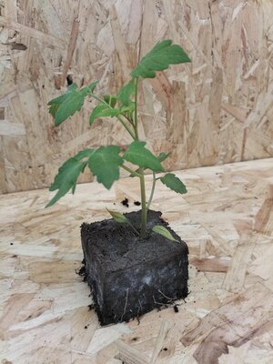 Plant de tomates cerises