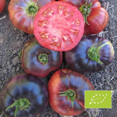 Plant de tomate blue beauty