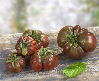 Plant de tomate noire de crimee