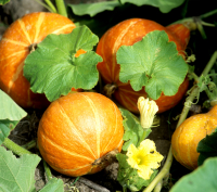 Plant de courge potimarron