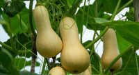 Plant de courge butturnut