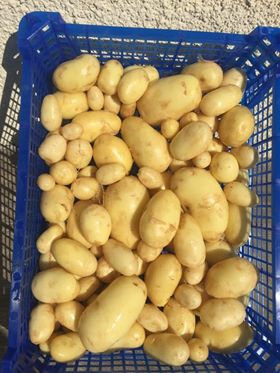 Pomme de terre nouvelle