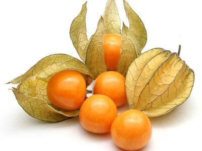 Plant de physalis