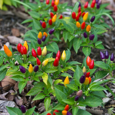 Plant de piment arc en ciel force 6