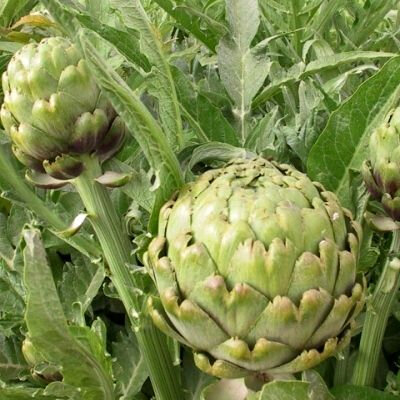 Plant d artichaut