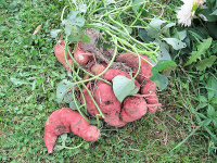 Plant de patate douce orange