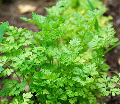 Plant de coriandre-[COPIE A MODIFIER]