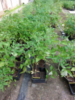 Tomates fournaise x 10 pieds