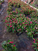 Bégonias dragon rose 10 pieds