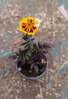 Oeillet d'inde (légion d'honneur)