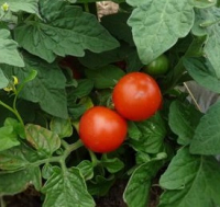 Plant tomate cerise - red robin (naine)