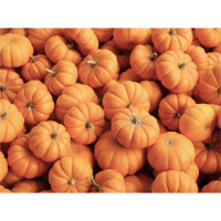 Plant courge - jack be little