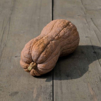 Plant courge - violina