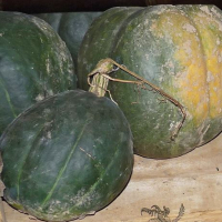 Plant potiron - du perou