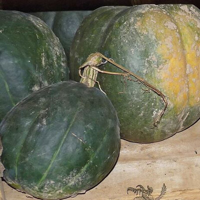Plant potiron - du perou