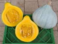 Plant potiron - blue ballet